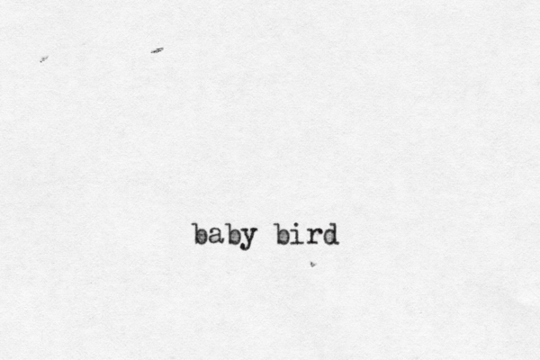 baby bird