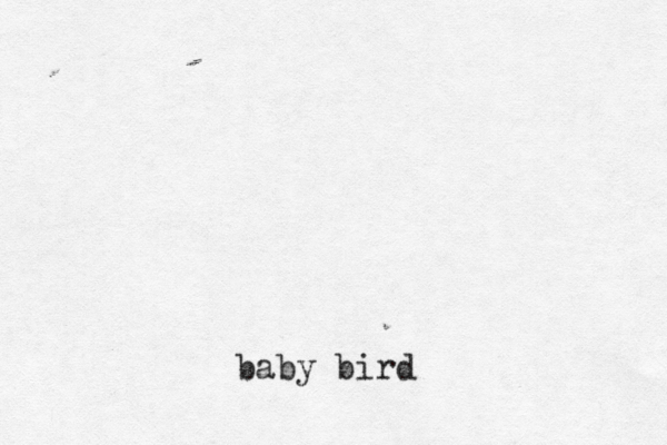 baby bird