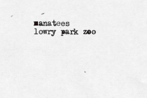 manatees lowry park zoo