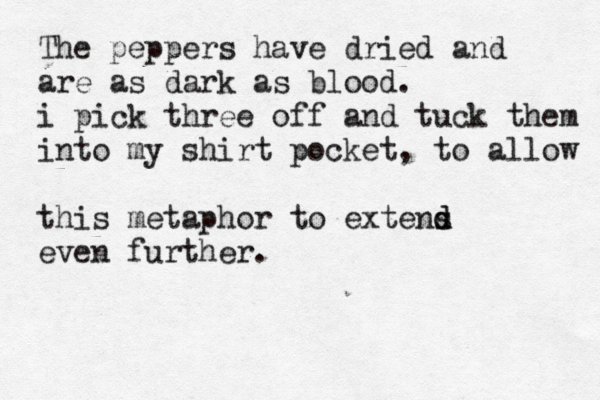 The peppers have dried and are as dark as blood. i pick three off and tuck them into my shirt pocket, to allow this metaphor to extens d d even further. 