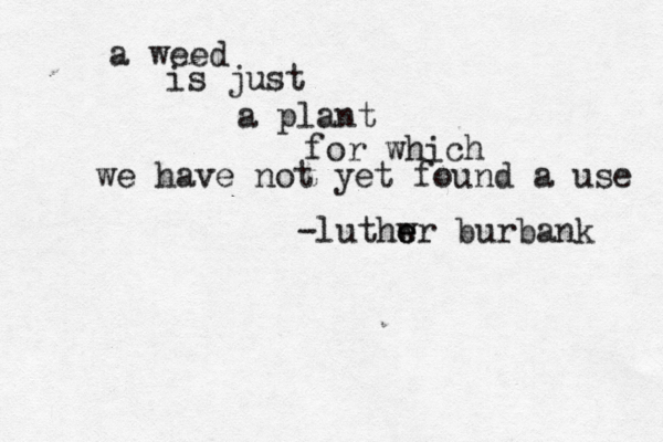 a weed is just a plant for which we have not yet found a use -luthwr e e burbank 
