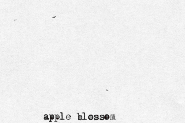 apple blossom 