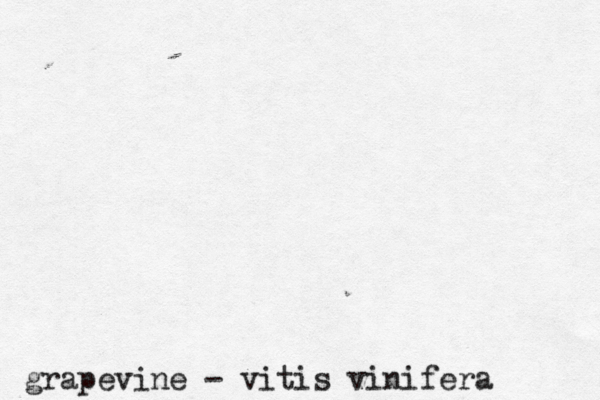 grapevine - vitis vinifera 