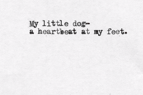 My little dog- a heartbeat at my feet. 