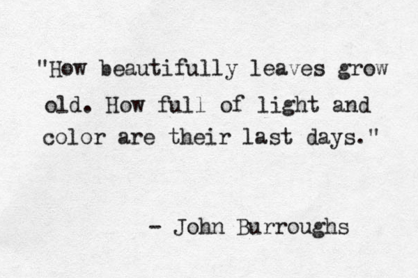 "How beautifully leaves grow old. How full of light and color are their last days." - John Burroughs 