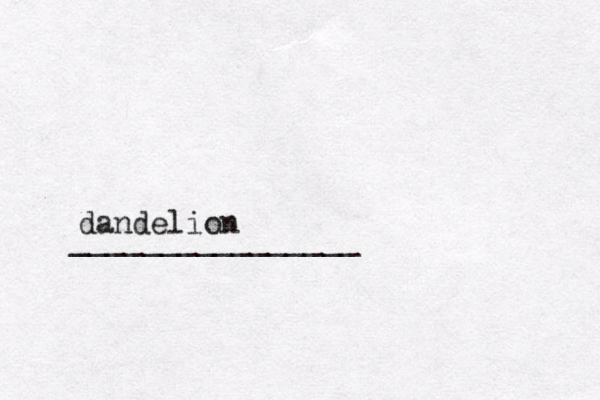 ________________ dandelion 