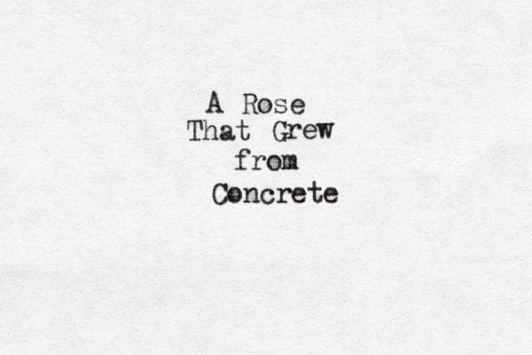 A Rose That Grew from Concrete 
