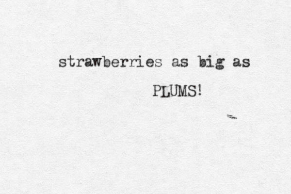 strawberries as big as PLUMS! 