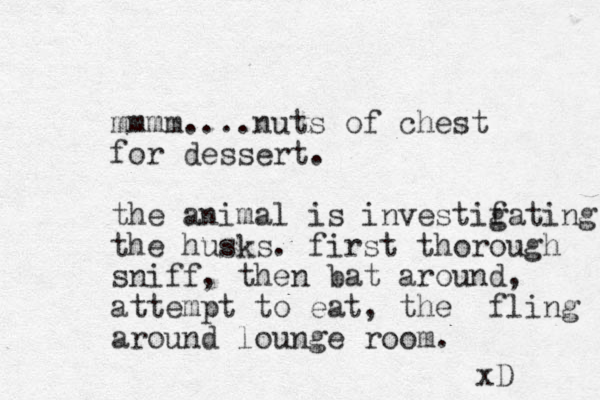 mmmm....nuts of chest for dessert. the animal is investifating g the husks. first thorough sniff, the bat n around, attempt to eat, the fling around lounge room. xD 