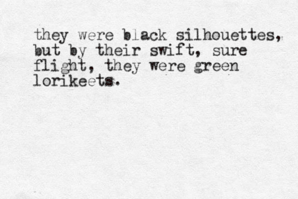 they were black silhouettes, but by the ir swift, sure flight, they were green lorikeets.