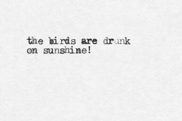 the birds are drunk on sunshine!