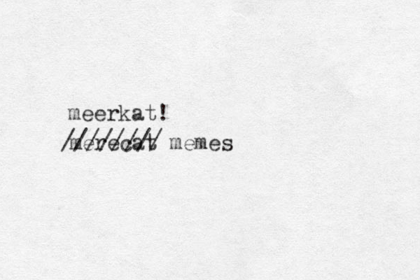 merecat memes //////// meerkat! 