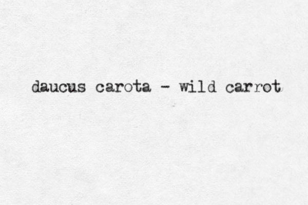daucus carota - wild carrot 