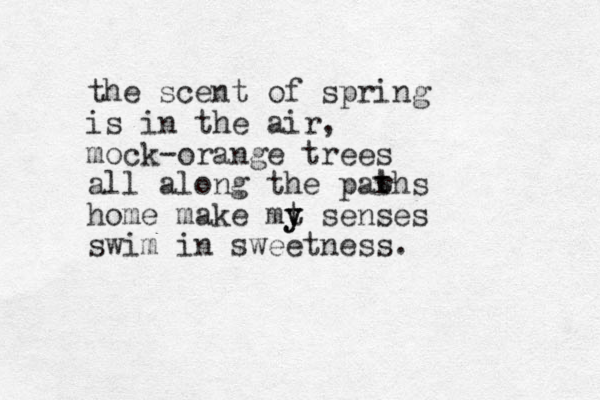 the scent of spring is in the air, mock-orange trees all along the parhs home make mt y y senses swim in sweetness. t t 