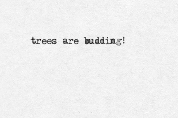 trees are budding!
