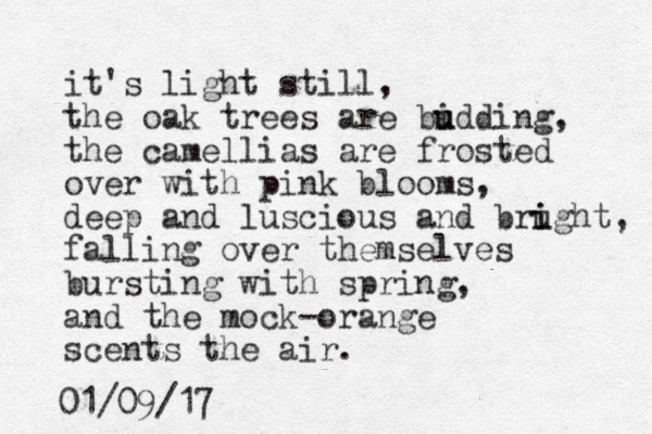 it's light still, the oak trees are bi u udding, the camellias are frosted over with pink blooms, deep and luscious and brught i i , falling over themselves bursting with spring, and the mock-orange scents the air. 01/09/17 