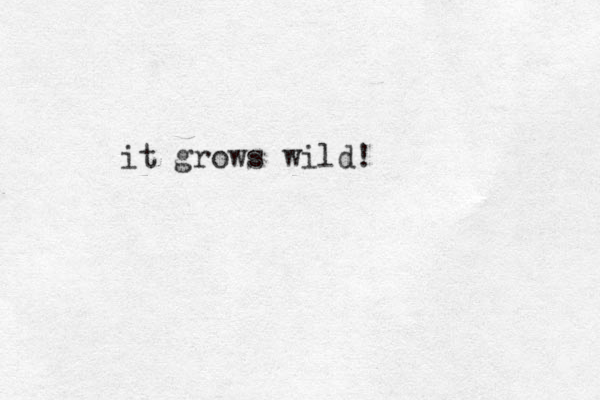 it grows wild!