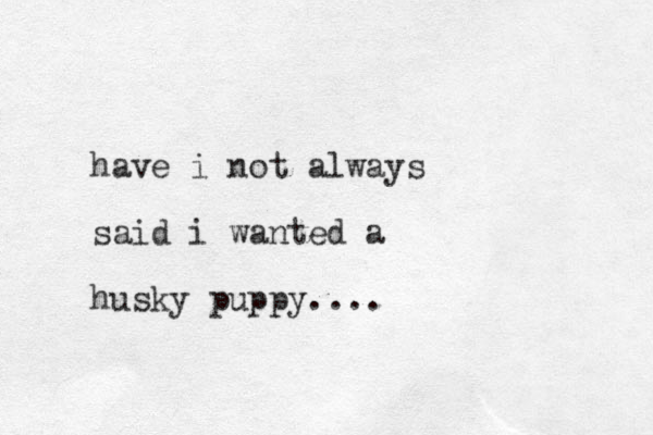 have i not always said i wanted a husky puppy....