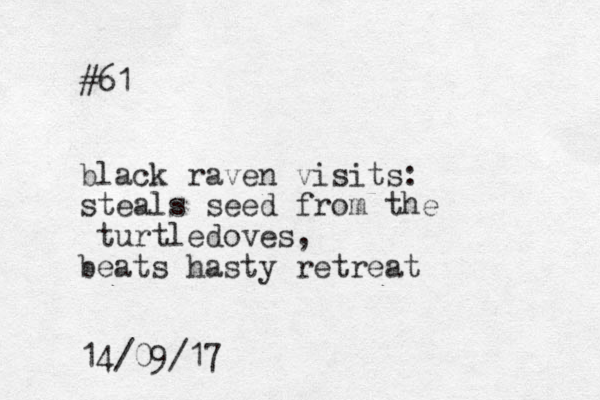 #61 black raven visits: steals seed from the turtledoves, beats hasty retreat 14/09/17