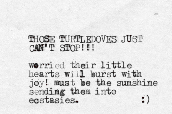 THOSE TURTLEDOVES JUST CAN'T STOP!!! worried their little hearts will burst with joy! must be the sunshine sending them into ecstasies. :) 