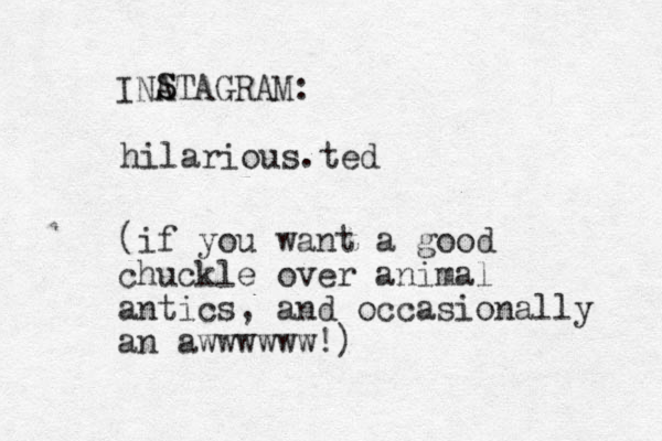 hilarious.ted INATAGRAM: (if you want a good chuckle over animal antics, and occasionally an awwwwww!) S S 