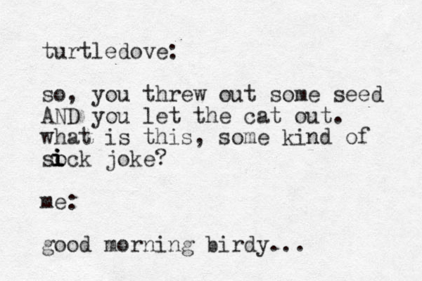 turtledove: so, you threw out some seed AND you let the cat out. what is this, some kind of sock joke? me: good morning birdy... i i i i 