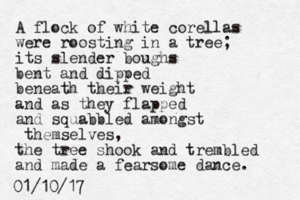 A flock of white corellas were roosting in a tree; its slender boughs bent and dipped beneath their weight and as they flapped and squabbled amongst themselves, the tree shook and trembled and made a fearsome dance. 01/10/17 