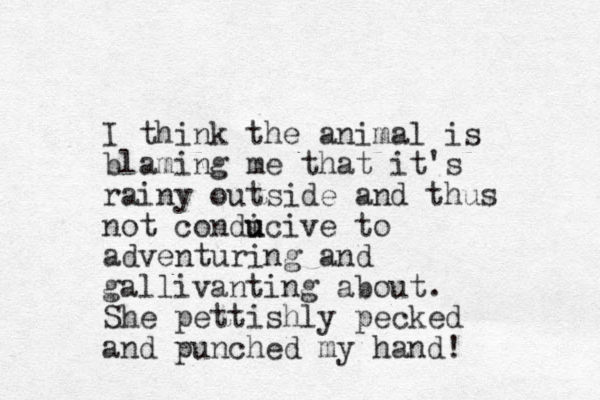 I think the animal is blaming me that it's rainy outside and thus not condi u ucive to adventuring and gallivanting about. She pettishly pecked and punched my hand! 