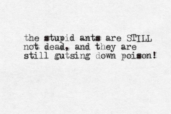 the stupid ants are STILL not dead, and they are still gutsing down poison! 