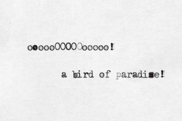 ooooo00000ooooo! a bird of paradise! 