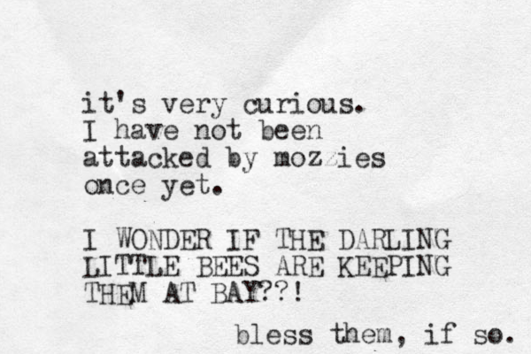 it's very curious. I have not been attacked by mozzies once yet. I WONDER IF THE DARLING LITTLE BEES ARE KEEPING THEM AT BAY??! bless them, if so. 