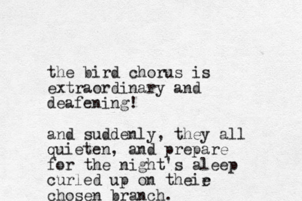 the bird chorus is extraordinary and deafening! and suddenly, they all quieten, and prepare for the night's aleep curled up on theie chosen branch. r