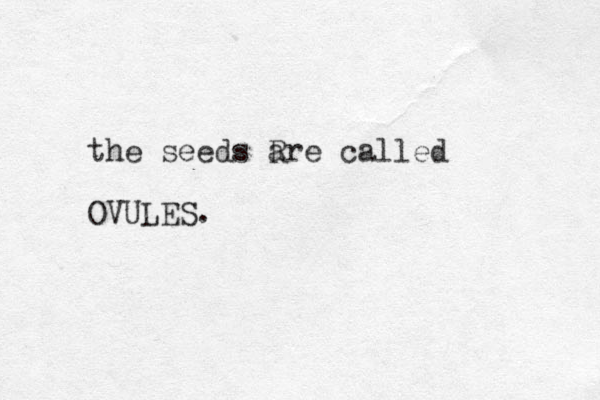 the seeds R are called OVULES.