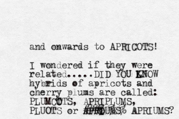 and onwards to APRICOTS! I wondered if they were related.....DID YOU LNOW hybrids of apricots and cherry plums are called: PLUMCT O OTS, APRIPLUMS, PLUOTS or APROUMS I I I ###%%%%% APRIUMS? K K L 