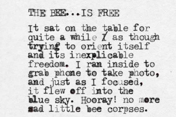 It sat on the table for quite a while I / as though tryinf to g orient itself and its inexplicable freedom. I ran inside to grab phone to take photo, and just as I focused, it flew off into the blue sky. Hooray! no more sad little bee corpses. THE BEE...IS FREE 