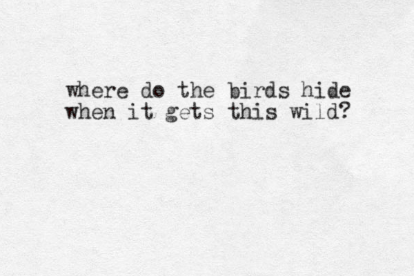 where do the birds hide when it gets this wild? 