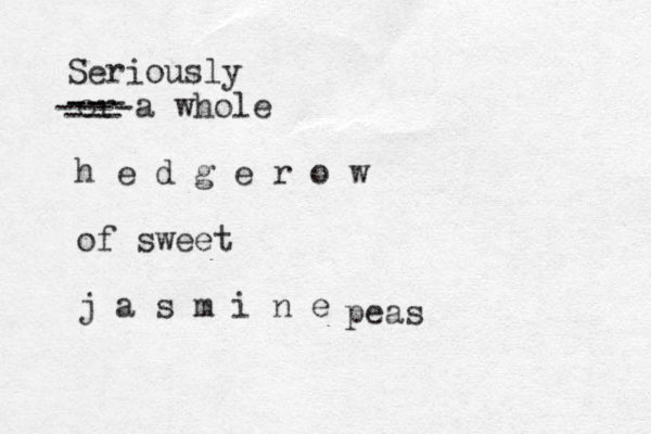 or a whole h e d g e r o w of sweet j a s m i n e Seriously --- ---- -- --- peas