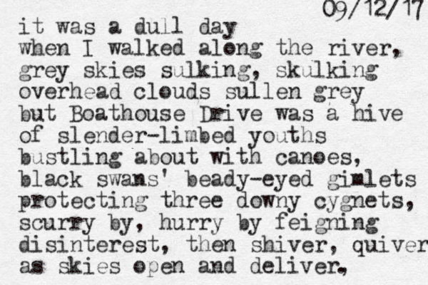 it was a dull day when I walked along the river, grey skies sulking, skulking overhead clouds sullen grey but Boathouse Drive was a hive of slender-limbed youths bustling about with canoes, black swans' beady-eyed gimlets protecting three downy cygnets, scurry by, hurry by feigning disinterest, then shiver, quiver as skies open and deliver, . 7 1 / 2 1 / 9 0 