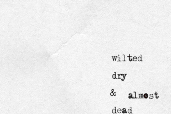 wilted dry & dead almost 