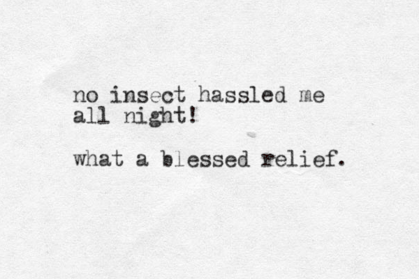 no insect hassled me all night! what a blessed relief.