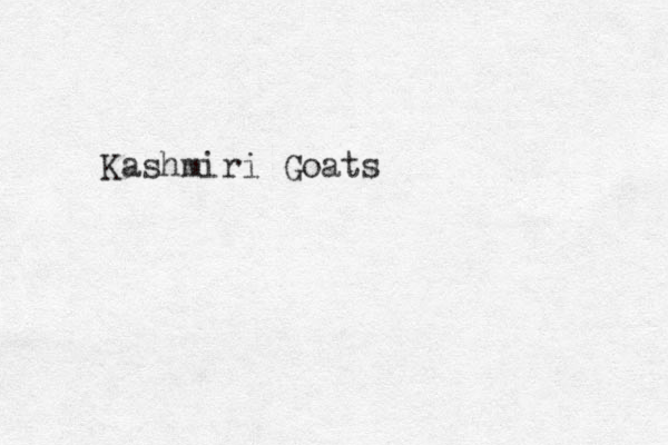 Kashmiri Goats