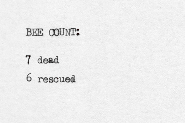 BEE COUNT: 7 dead 6 rescued