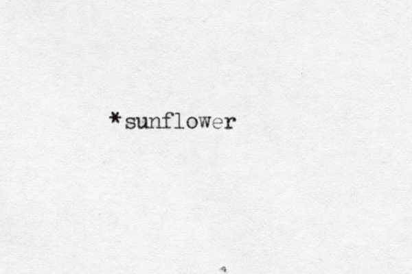 *sunflower