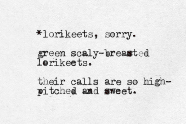 *lorikeets, sorry. green scaly-breasted lorikeets. their calls are so high- pitched and sweet. 
