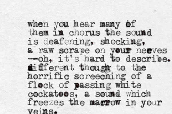 when you hear many if o o them in chorus the sound is deafening, shocking, a raw scrape on your neeves r e --oh, it's hard to describe. sidferent d d f thougg h h to the horrific screeching of a flock of passing white cockatoos, a sound which freezes the mae r r rrow in your veins.