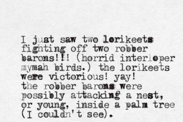I juat saw s two lorikeets fighting off two robber barons!!! (horrid interloper mymah birds.) the lorikeets were victorious! yay! the robber barons were possibly attackinf a g neat s s , or young, inside a palm tree (I couldn't see).