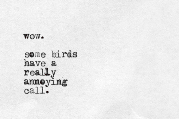 wow. some birds have a really annoying call.