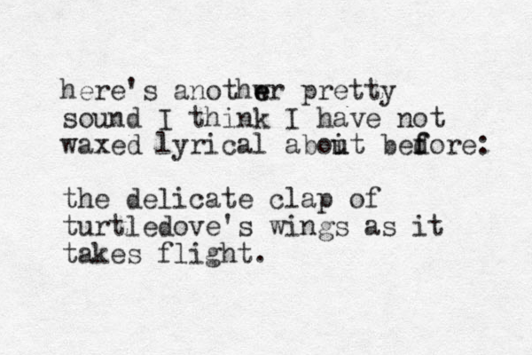 here's a nothwr e e pretty sound I think I have not waxed lyrical aboit u u bedore f f : the delicate clap of turtledove's wings as it takes flight.