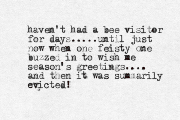 haven't had a bee visitor for days.....until just now when one feisty one buzzed in to wish me season's greetings.... and then it was summarily evicted!