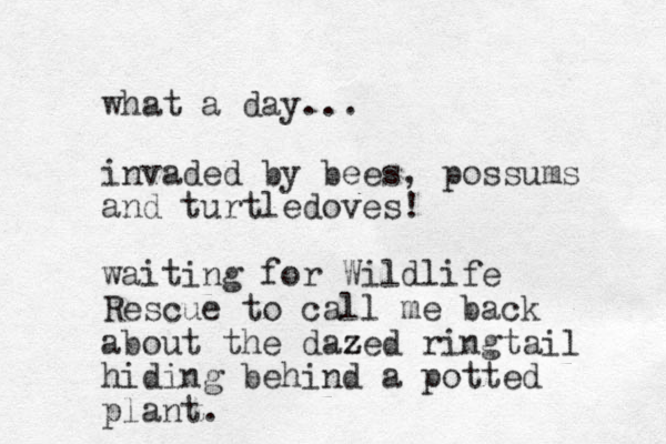 what a day... invaded by bees, possums and turtledoves! waiting for Wildlife Rescue to call me back about the dazed z ringtail hiding behind a potted plant. 